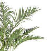 New Growth Designs, 8' Areca Palm Tree