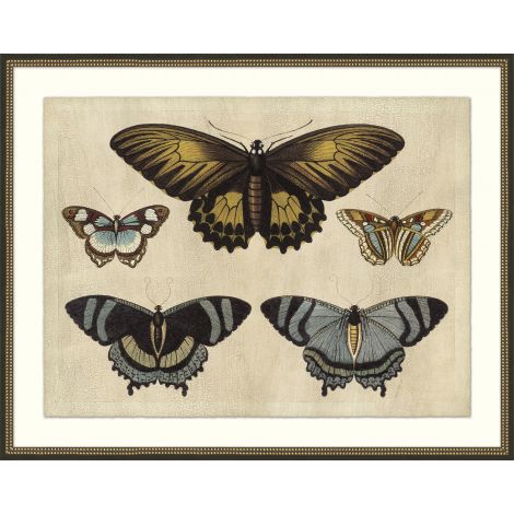 Wendover, Crackled Butterfly Chart