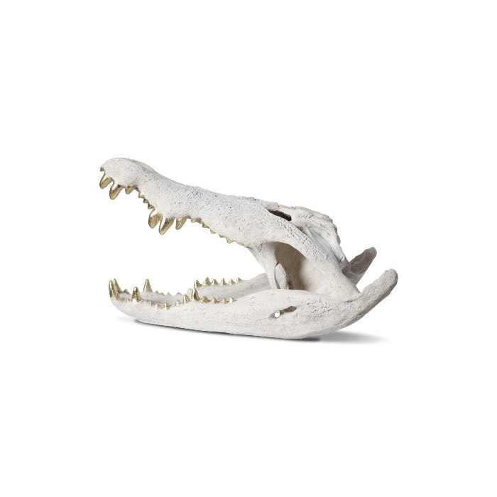 Phillips Collection, Crocodile Skull Roman Stone