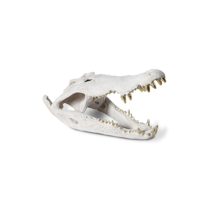 Phillips Collection, Crocodile Skull Roman Stone