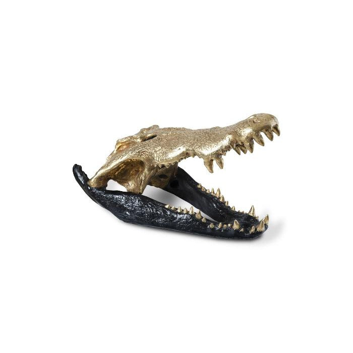 Phillips Collection, Crocodile Skull