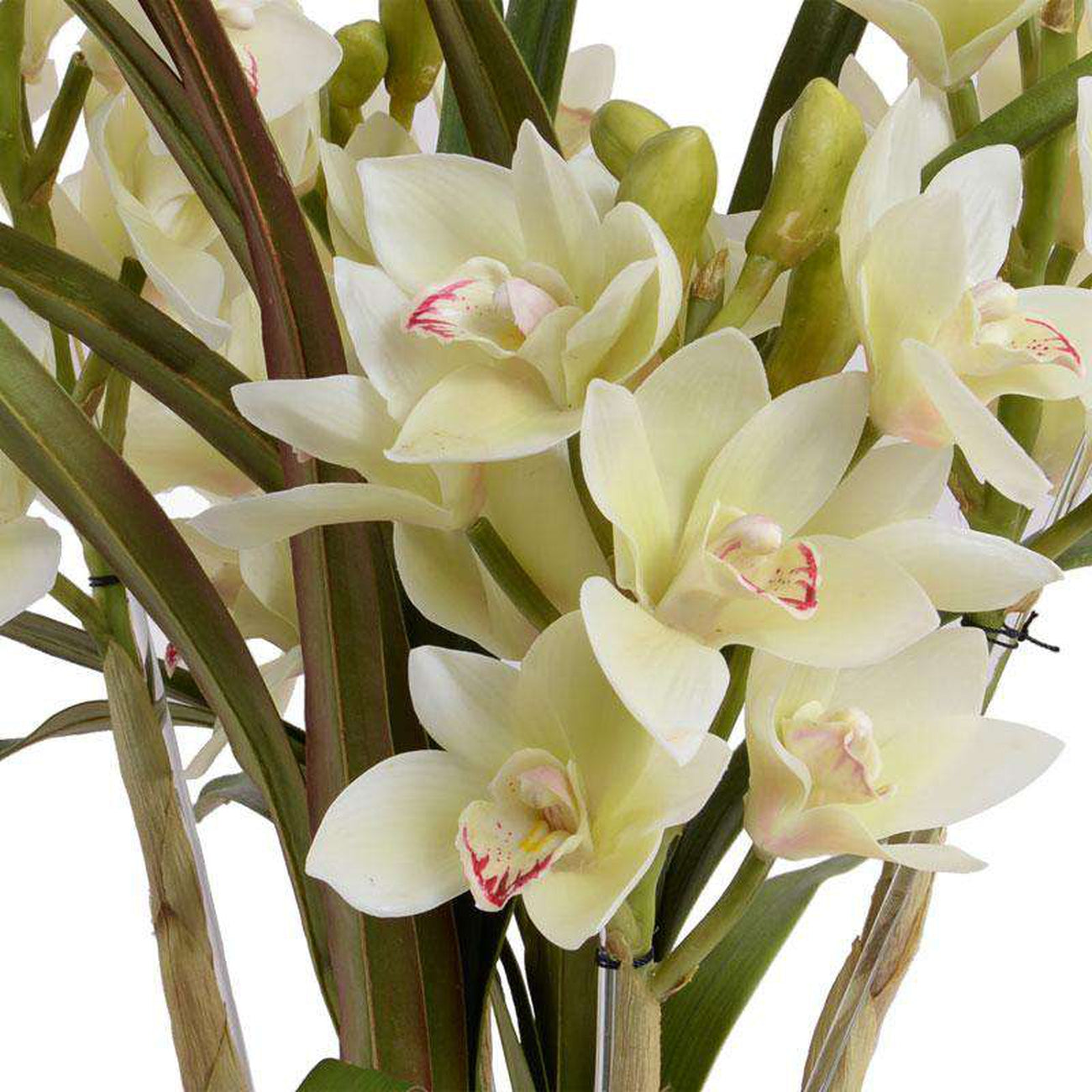 New Growth Designs, Cymbidium Orchid - Large